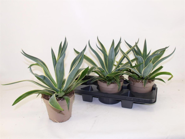 Agav Quadricolor