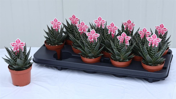 Aloe Tiki Tahi