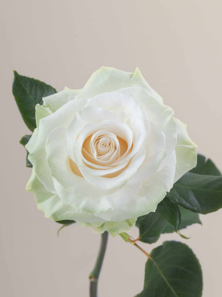 Mondial 70cm