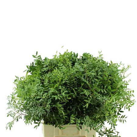 Pistacia 65
