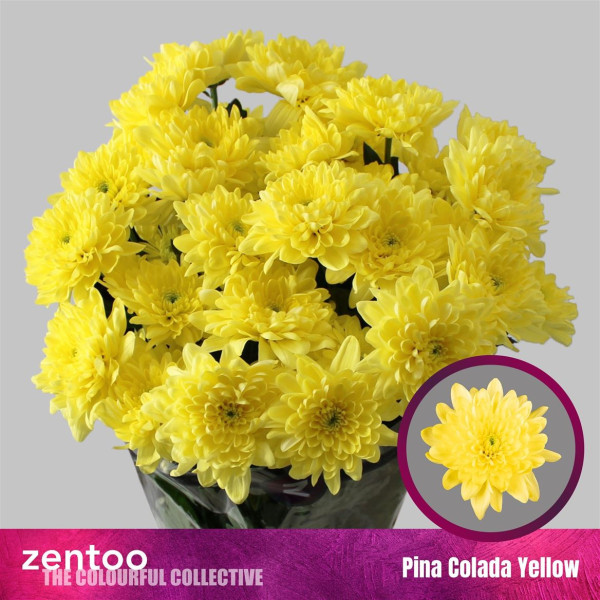 Chr T Pina Colada Yellow - Zentoo