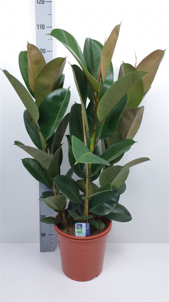 Fic El Robusta