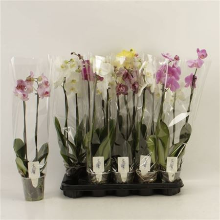 Phal Gem 12/60