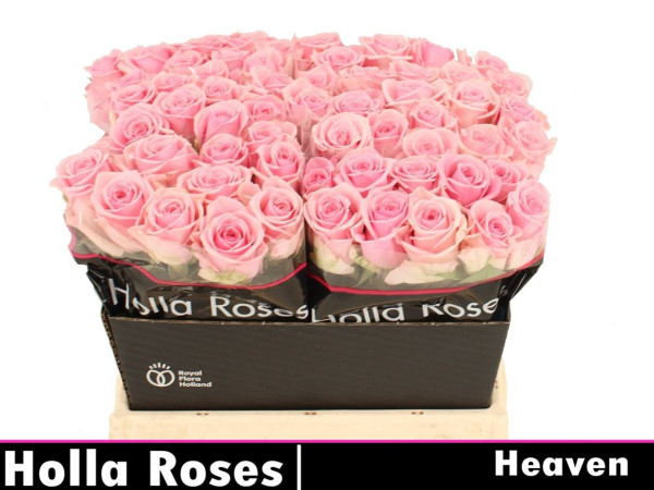 R Gr Heaven! 40cm Holla Roses BV