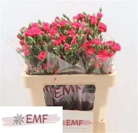Di Tr Cher Blossom+ 55cm EMF