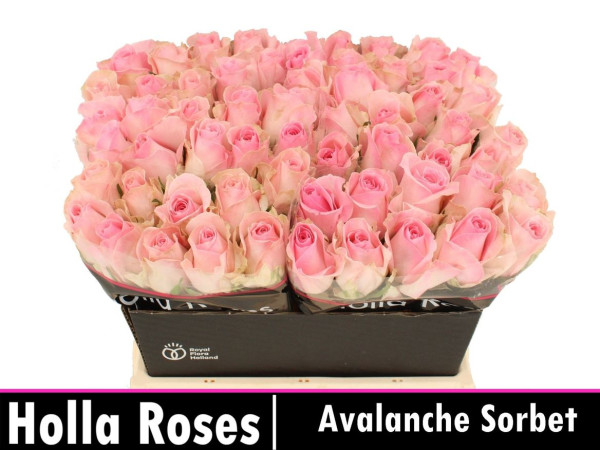 R Gr Avalanche Sorb+
