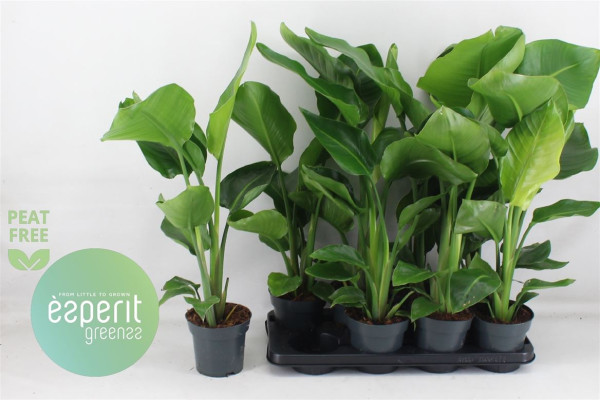 Strelitzia Nicolai 14/68