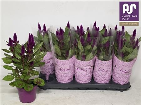 Cel Deep Purple 12/38 