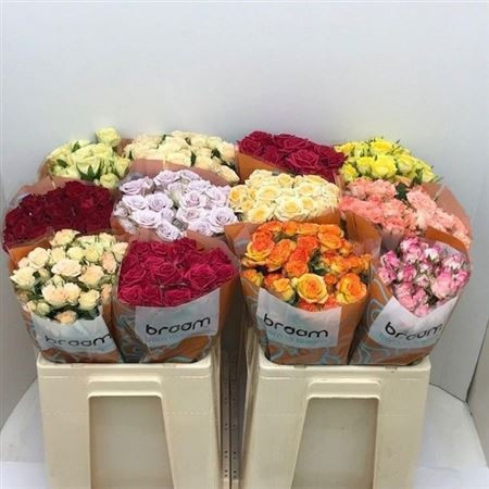 R Tr Gem In Fust 50cm Braam Roses