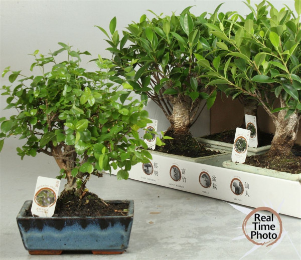 Bonsai Gem