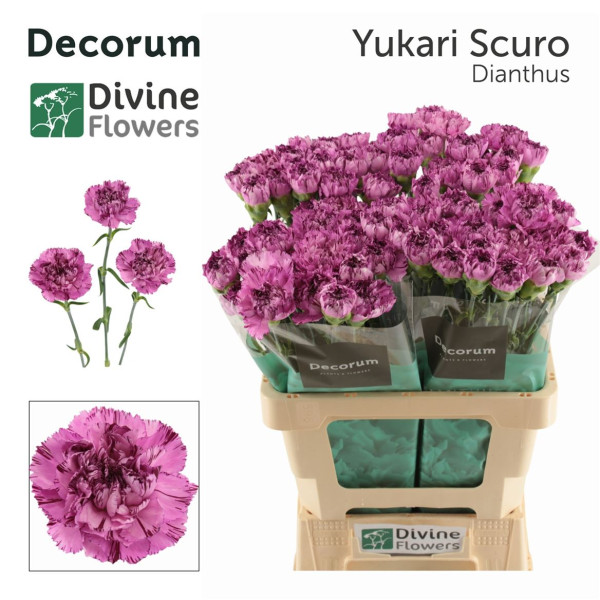 Di St Yukari Scuro