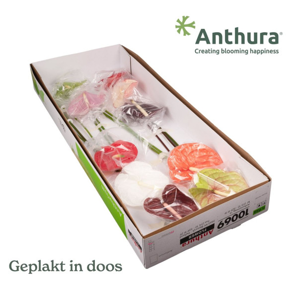 Anth A Gem Anthuraflower 10