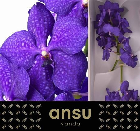 Vanda Ni Royal Blue