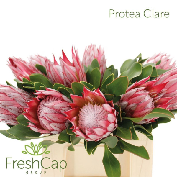 Protea Cy Clare