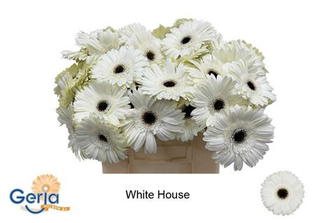 Ge Gr White House Water