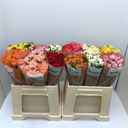 R Tr Gem In Fust 40cm Braam Roses