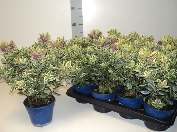 Hebe And Variegata 14/30