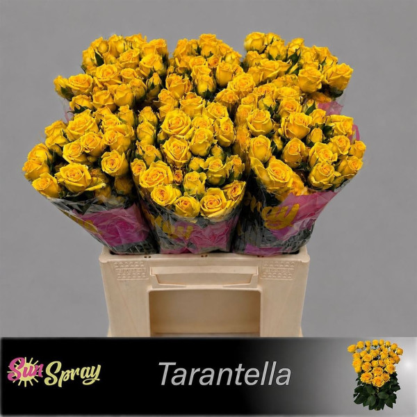 R Tr Tarantella 40cm Sun Spray