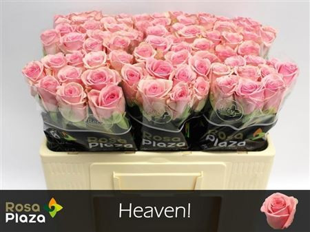 R Gr Heaven! 50cm Rosa Plaza DZ Roses