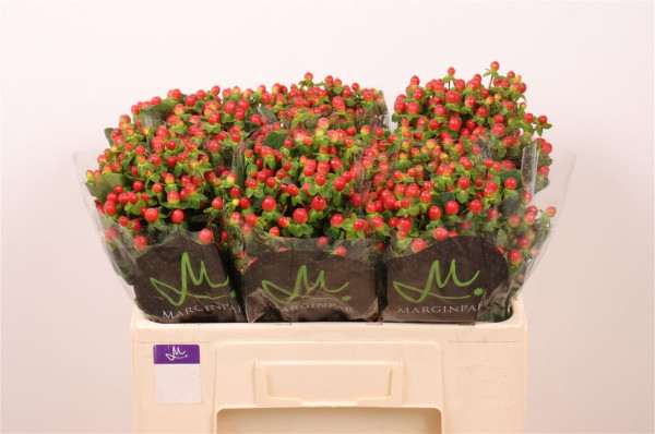Hyp Tomato Flair