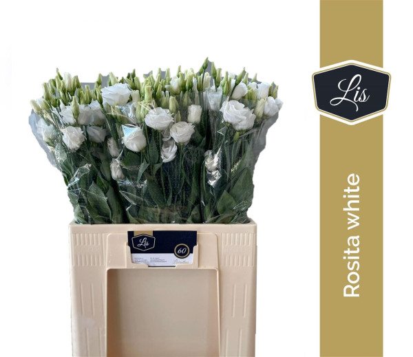 Eus G Rosi White LIS