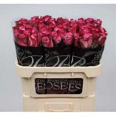 R Gr Deep Purple 70cm Bloomingdale Roses