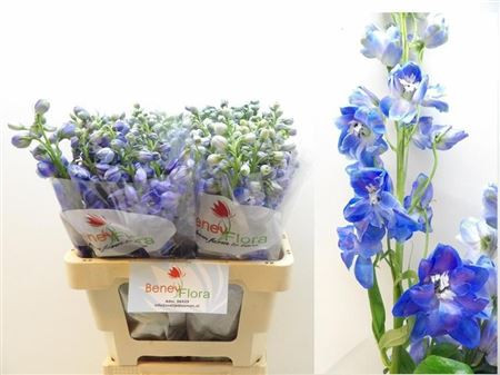 Delph Du Guard Blue