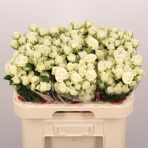 R Tr Snowflake 60cm Jangwani / Fresco