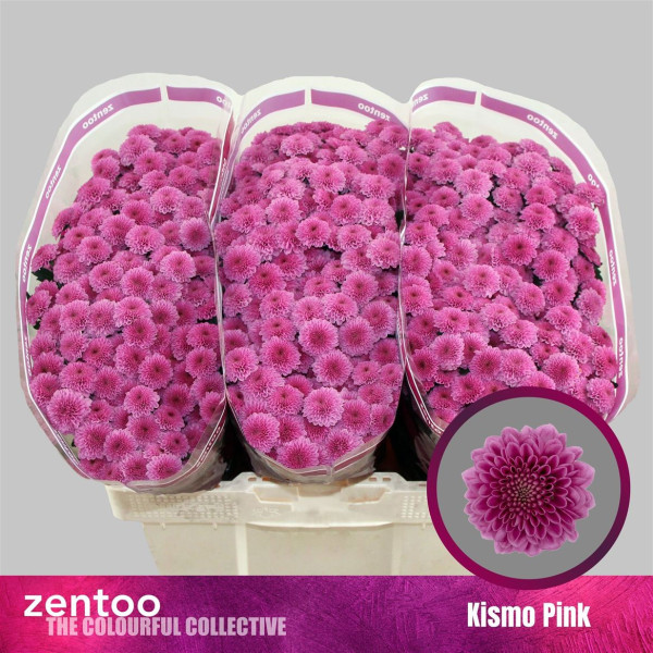 Chr S Kismo Pink