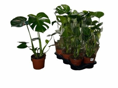 Monstera Deliciosa
