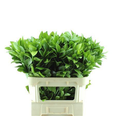 Ruscus Hypophyllum
