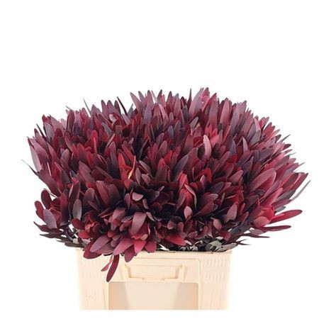 Leucadendron Safari Sun