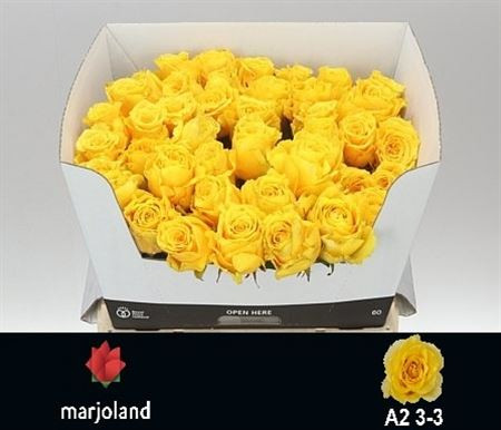 R Gr Palmares! 60cm Marjoland