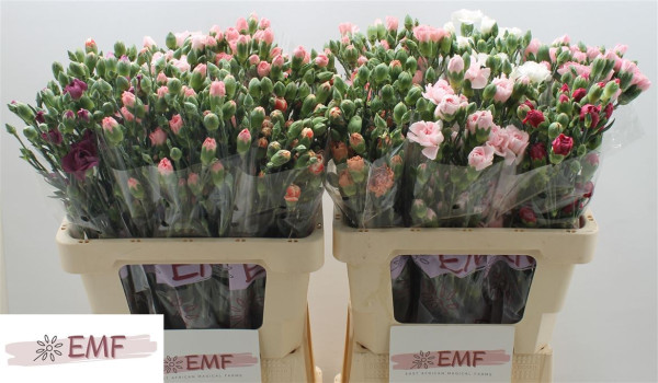 Di Tr Gem In Fust 60cm
