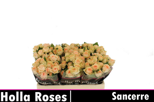 R Tr Sancerre 50cm Holla Roses BV