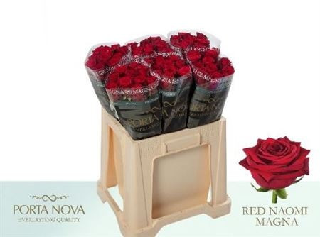 R Gr Red Naomi! 60cm Porta Nova Magna