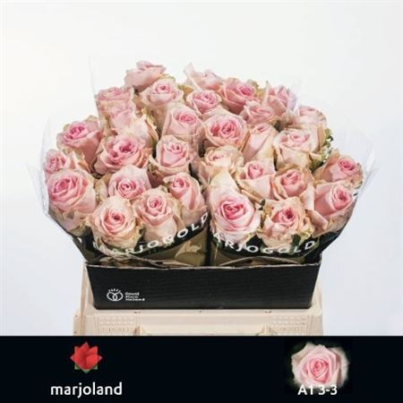 R Gr Sweet Dolomiti 40cm Marjoland