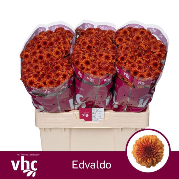 Chr S Aaa Edvaldo van Helvoort Company