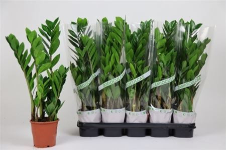 Zamio Zamiifolia