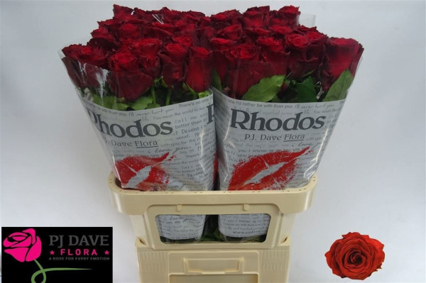 R Gr Rhodos 80cm P.J. Dave Flora Ltd.