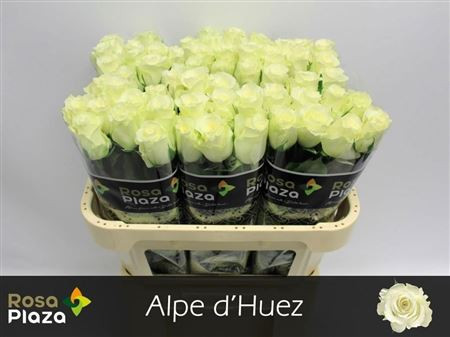 R Gr Alpe Dhuez