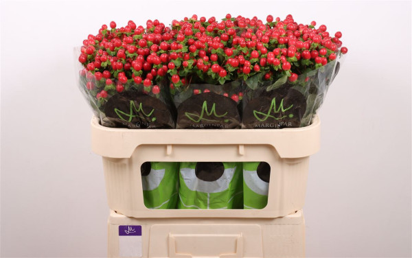 Hypericum Androsaemum T