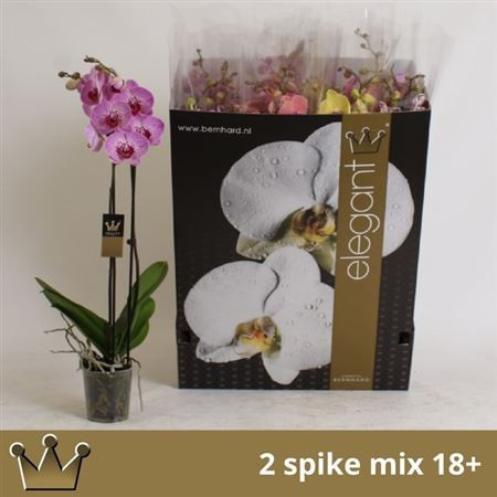 Phal Gem 8 Kl