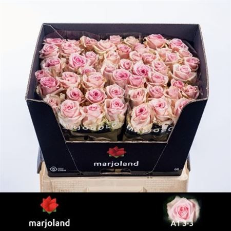 R Gr Sweet Dolomiti 60cm Marjoland