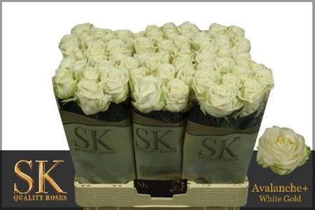 R Gr Avalanche+ 60cm SK Roses White Gold