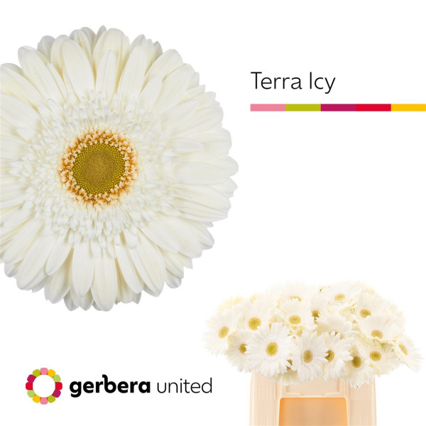 Ge Gr Ter Icy - United
