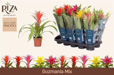 Guzm Gem 5 Srt 12/40