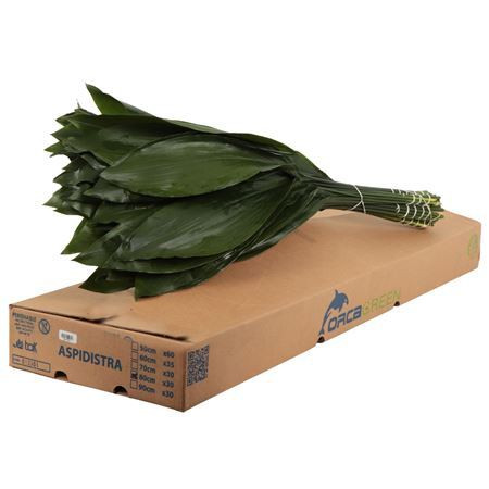 Aspidistra Orca 70cm