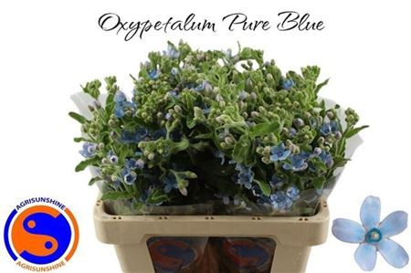 Oxy Co Tan Pure Blu
