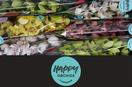Cymb T Gem 80cm HAPPY ORCHIDS